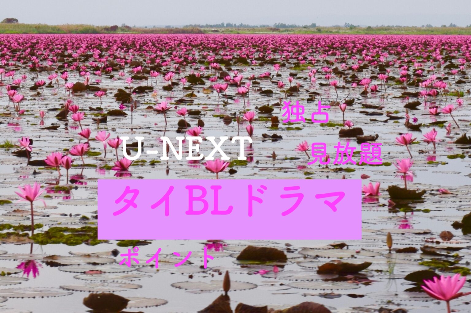タイblドラマ 日本語字幕 U Nextで見られる配信作品一覧とあらすじまとめ りすの実の自然に節約ブログ